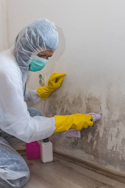 Dehumidification Services in Meadowbrook, CA
